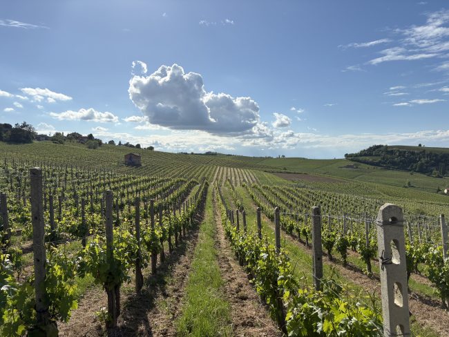 Ricaldone (Alessandria)